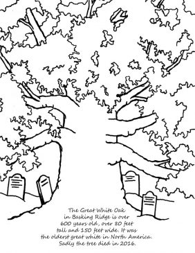 13 Basking Ridge Oak Tree2