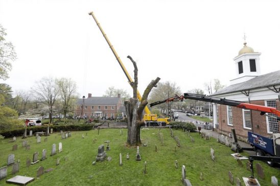 2017 Basking Ridge Oak