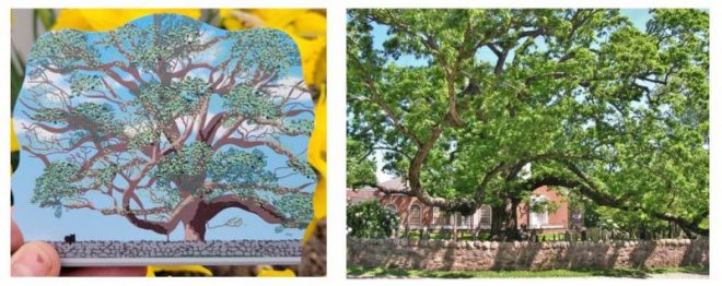 Basking Ridge Great Oak Tree Mr Local History Project