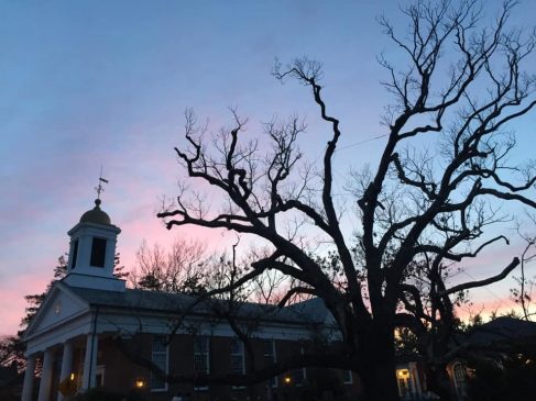 Basking Ridge Oak Tree 2 Kalpana Mistry Devaney