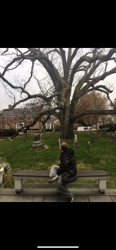 Basking Ridge Oak Tree Connor Nemes