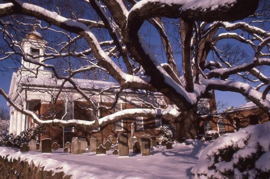 Basking Ridge Oak Tree Mark Albright 1985