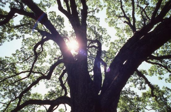 Basking Ridge Oak Tree Mark Albright 1986 1