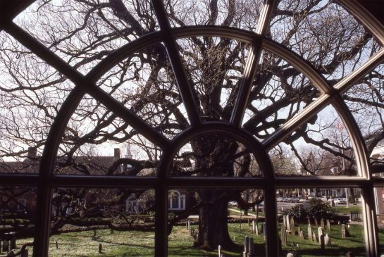Basking Ridge Oak Tree Mark Albright 1986
