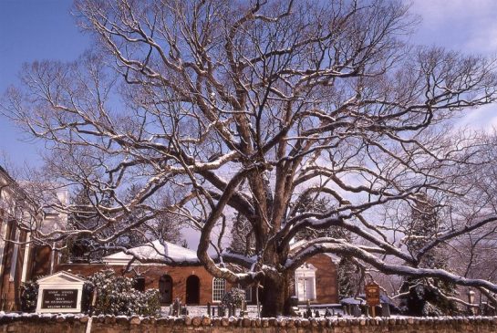 Basking Ridge Oak Tree Mark Albright 1989