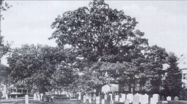 Basking Ridge Great Oak tree c1920 Betsy Ross