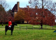 Thanksgiving Meet - Horses, Hounds and Foxes Before Turkey - A Countryside Tradition