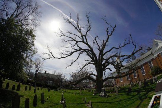 2017 Basking Ridge Oak Album