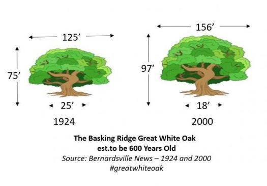Basking Ridge Oak Tree Size Mr Local History Project