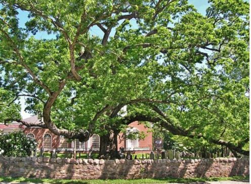 Basking Ridge Oak Tree c 2000