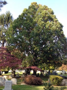 Basking Ridge Oak Tree sibling at 60 years old Mr Local History Project