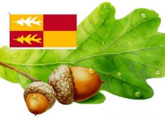 Retrospective: The Siblings of a 619-Year Oak Tree