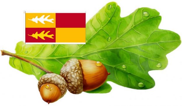 Bernards Township Oak Tree Acorns