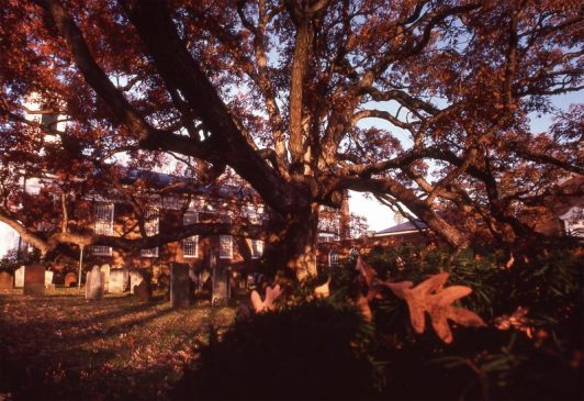 Mark Albright 1982 Basking Ridge Oak Tree
