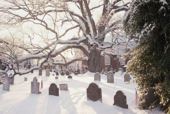 Mark Albright 1993 Basking Ridge Oak Tree