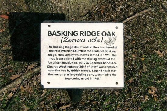 Unionville Missouri Oak Tree