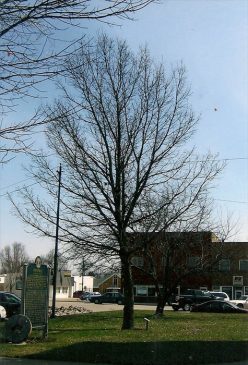 White Oak in Unionville Missouri