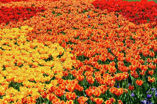 orange red and yellow tulip field clyn robinson