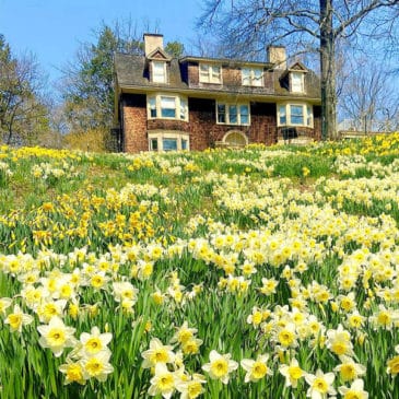 Daffodil Short Hills