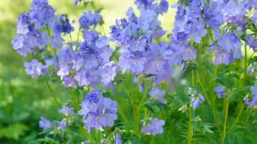 Jacobs Ladder Flower2