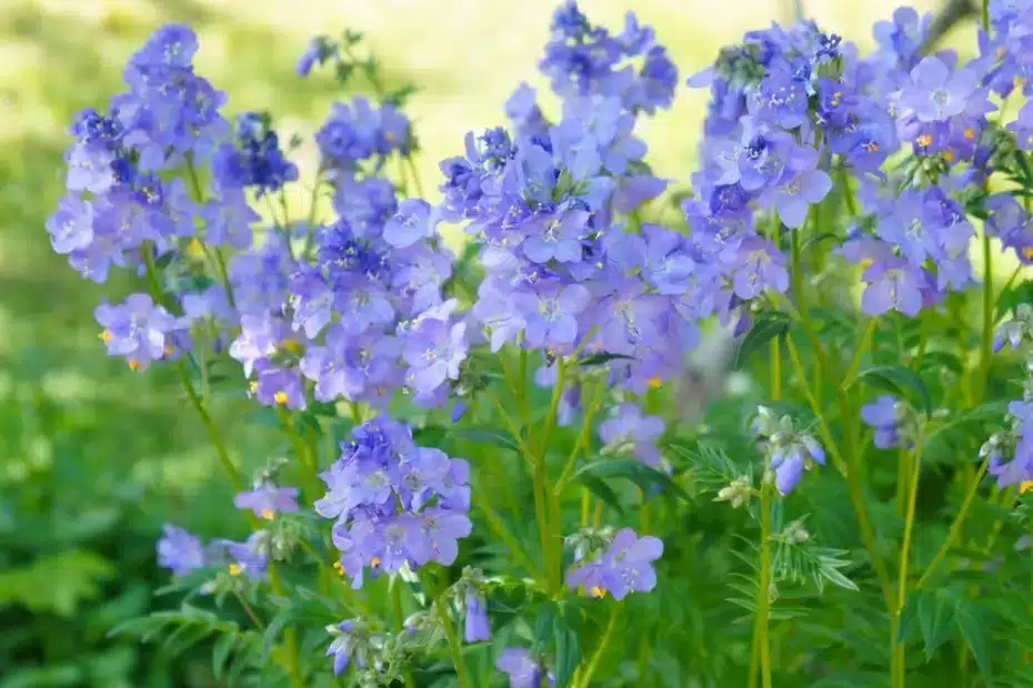 Jacobs Ladder Flower2
