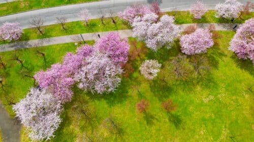 Cherry Blossoms at Newark's Branch Brook Park