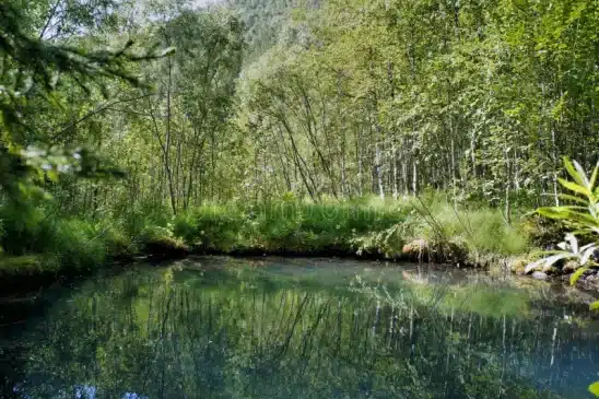 Woods with a pond