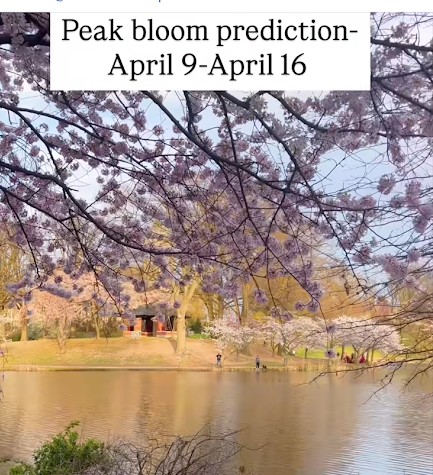 2026 Branch Brook Park Cherry Blossom