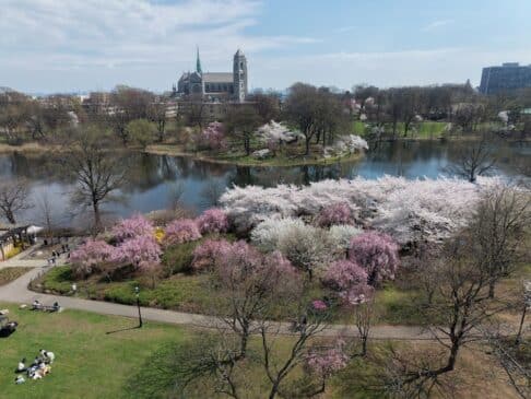 2026 Cherry Blossoms Branch Brook Park8