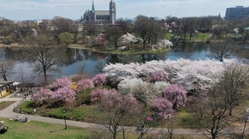 2026 Cherry Blossoms Branch Brook Park8