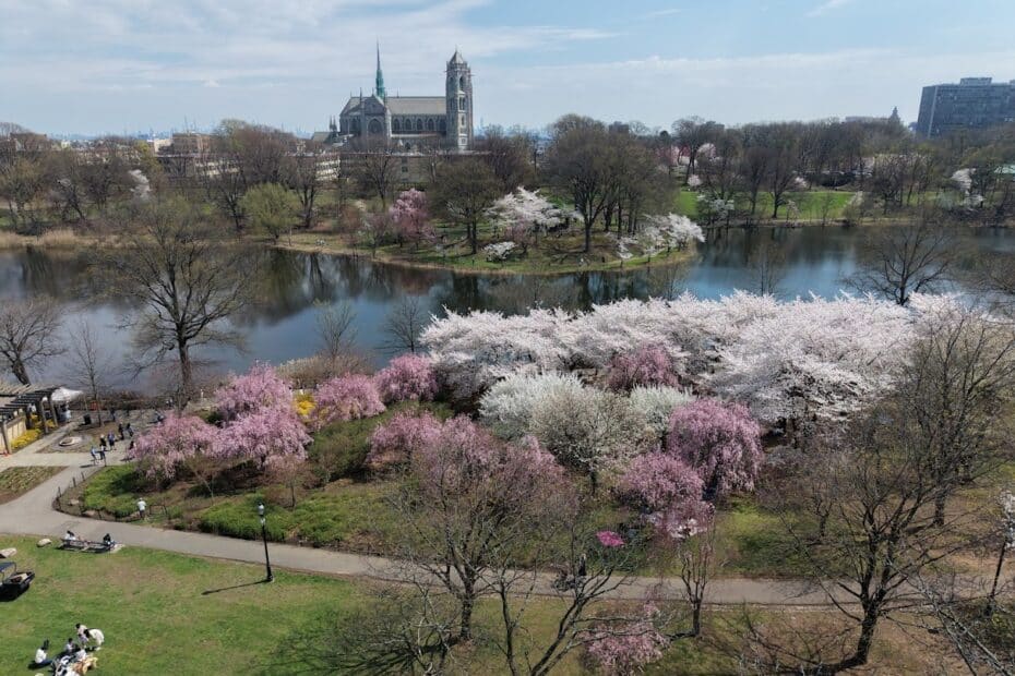 2026 Cherry Blossoms Branch Brook Park8