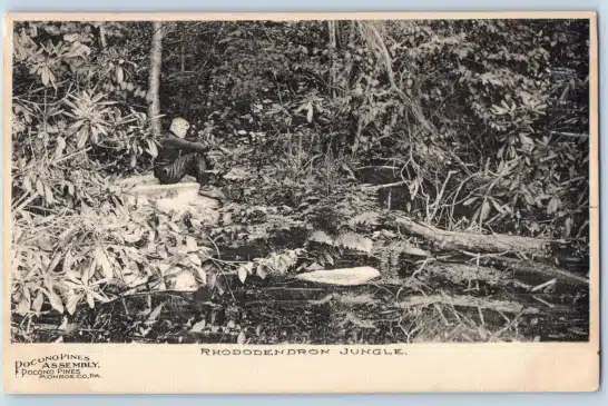 Postcard c1905 Pocono Rhododendron Jungle