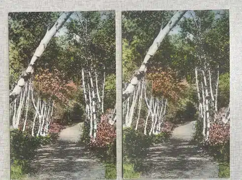 1900s postcard birch trees pocono pines