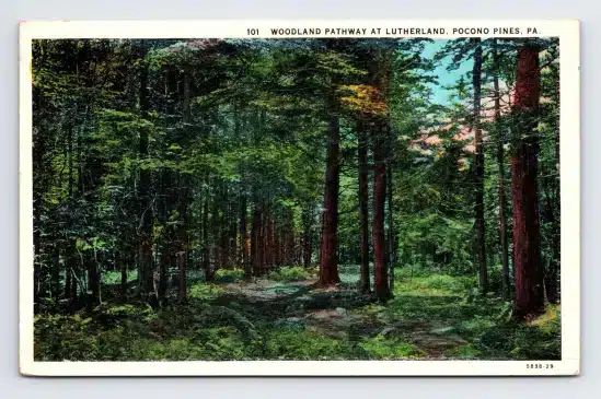 1936 WB Postcard Pocono Pines PA Pennsylvania Woodland Pathway Lutherland Trail