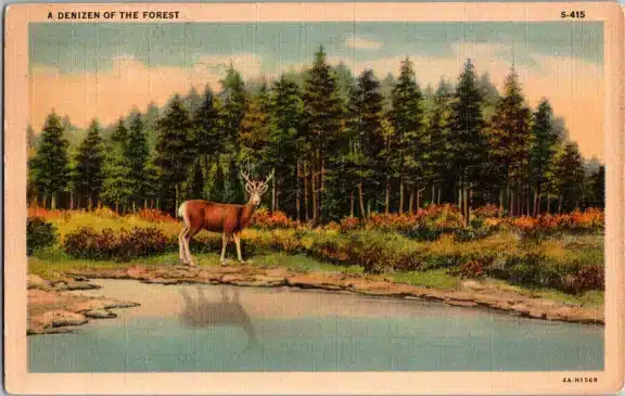 Deer Buck DENIZEN OF THE FOREST Pocono Pines PA Vintage Postcard