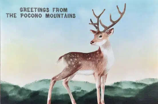 Deer Postcard Poconos