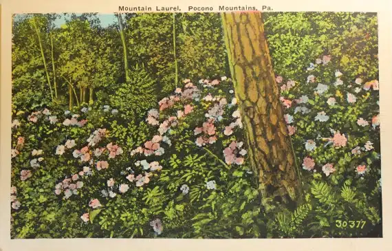 Mountain Laurel Flowering Poconos