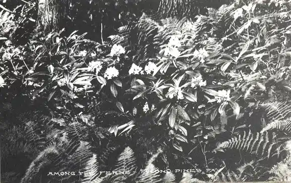 Pocono Pines PA Among The Ferns 1900s Postcard