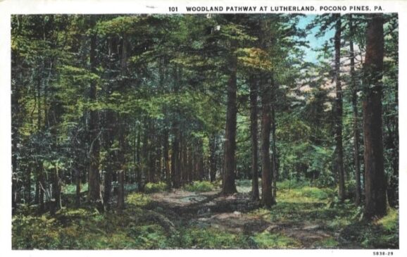 Woodland Pathway Lutherland Postcard Mr Local History Project