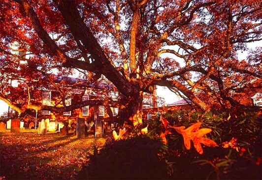 Basking Ridge Oak Tree Mark Albright 1982 Updated