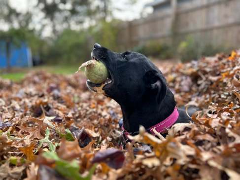 Gambit in the Fall Leafpile Brooks Betz 2023