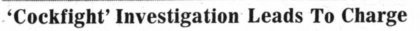 1975 Cockfight Headline Mr Local History
